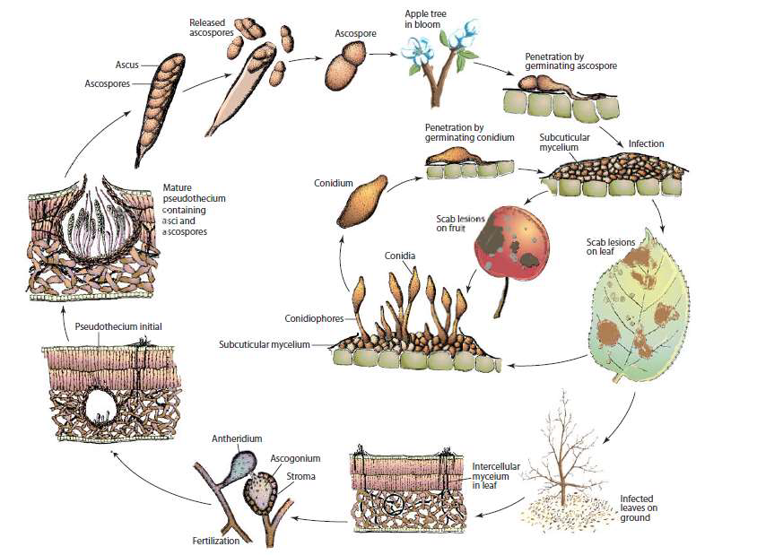 Ciclo biologico del fungo