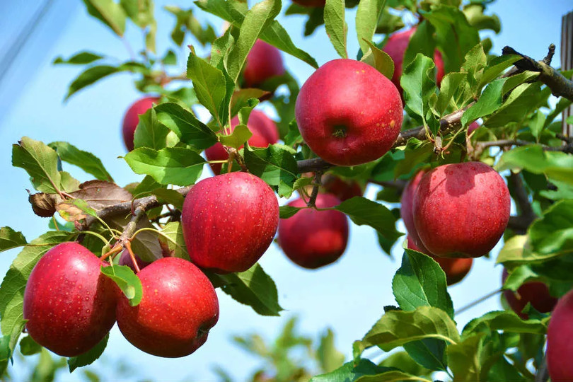 Mele rosse appese ad un melo